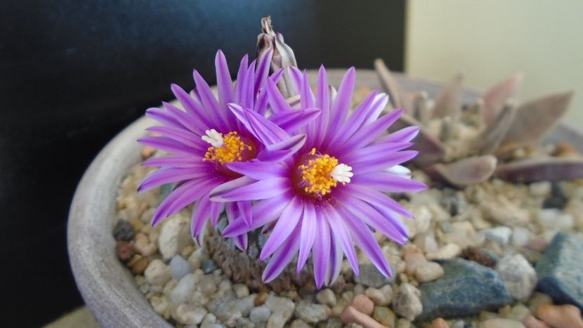 Turbinicarpus pseudopectinatus - Cactusi 2020 evolutie