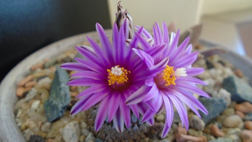 Turbinicarpus pseudopectinatus - Cactusi 2020 evolutie