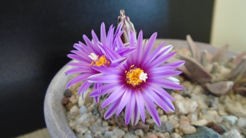 Turbinicarpus pseudopectinatus - Cactusi 2020 evolutie