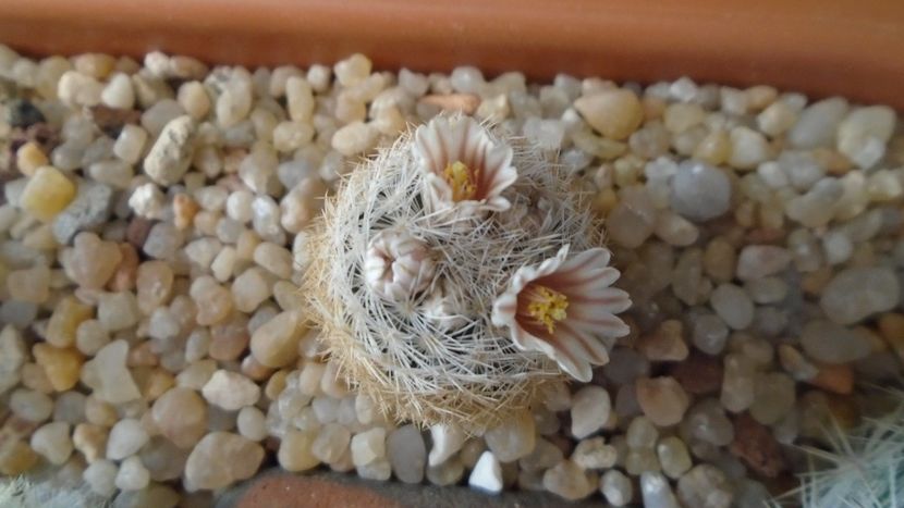 Mammillaria lasiacantha v. denudata - Cactusi 2020 evolutie