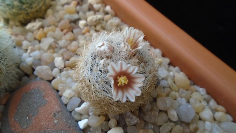 Mammillaria lasiacantha v. denudata - Cactusi 2020 evolutie