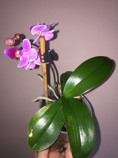 44072800-8AD1-4B45-ACFD-95AE94D12A2E - Orhidee 2020