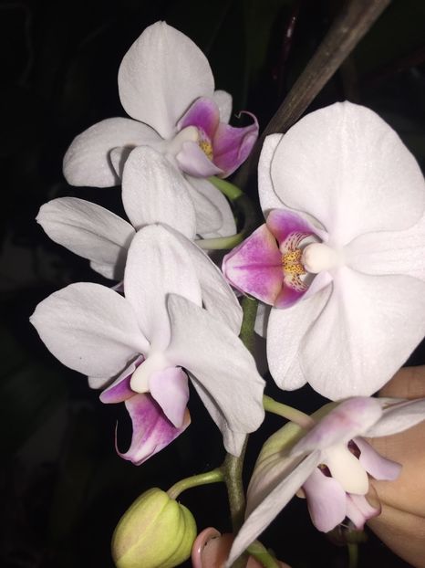 953BAE1C-A48E-4AAD-8490-E00FE82EBD01 - Orhidee 2020