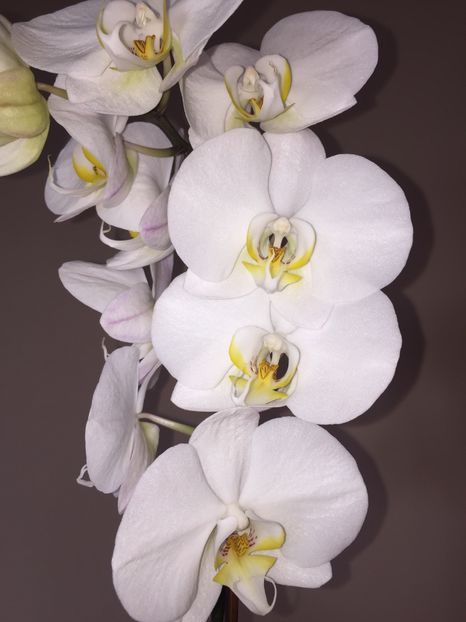 A87DD2EE-45B8-4FB1-AACC-B8BBB4E708F9 - Orhidee 2020