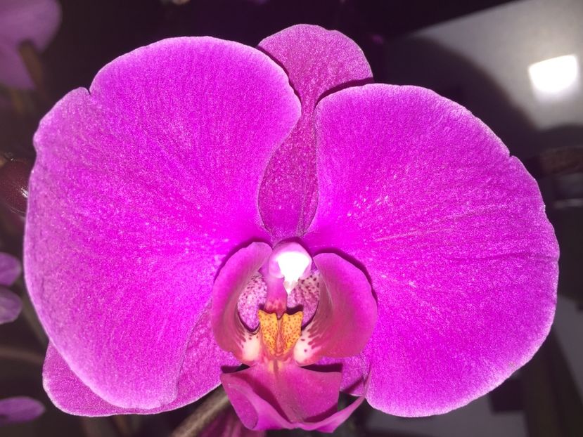 55A917E1-9217-460C-AFED-6262BBAF05AC - Orhidee 2020