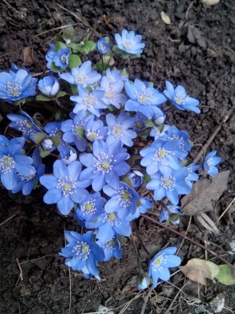  - Hepatica Transsilvanica