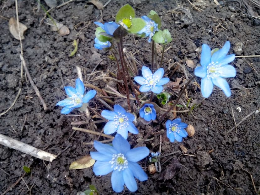  - Hepatica Transsilvanica