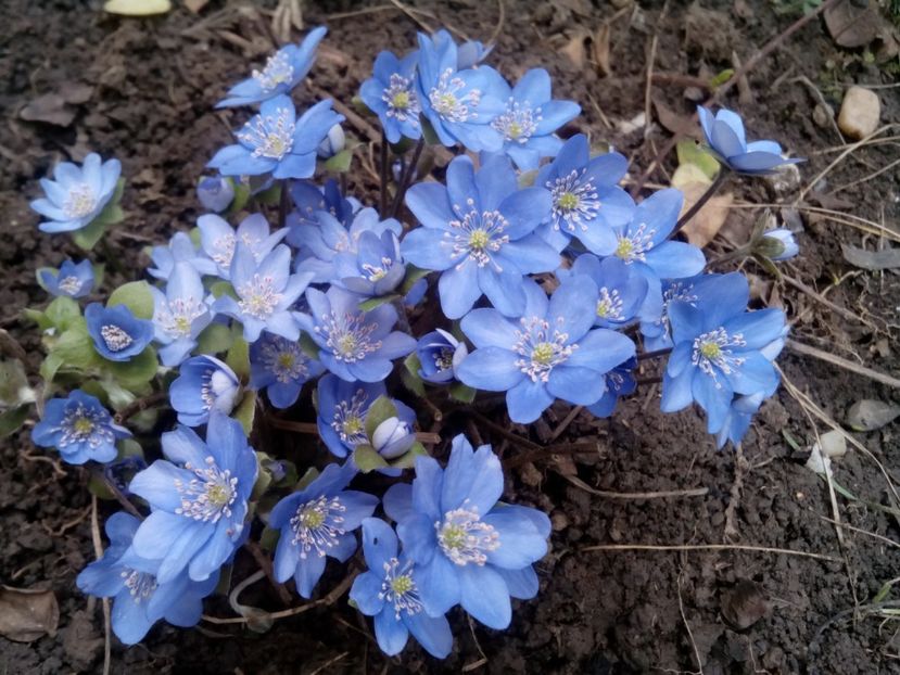  - Hepatica Transsilvanica