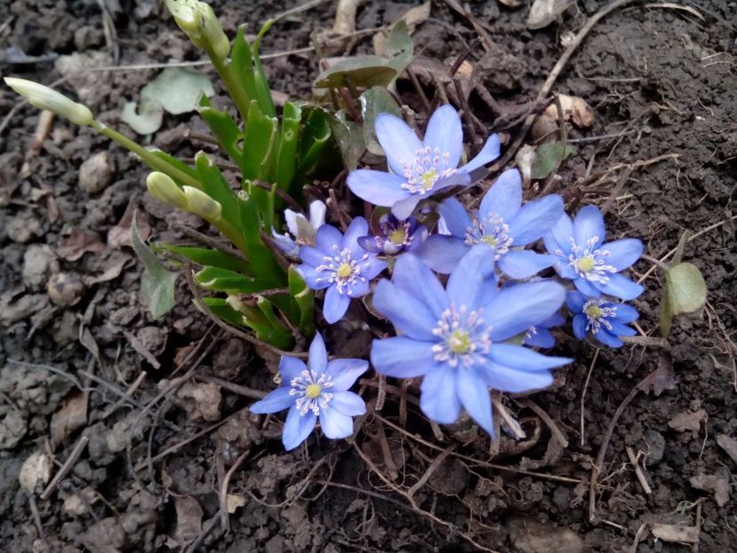  - Hepatica Transsilvanica