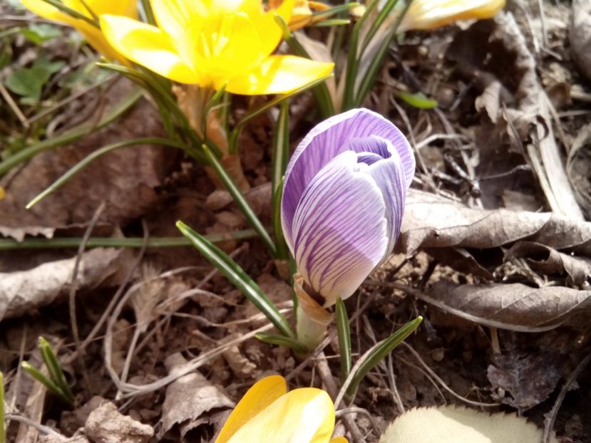 - Crocus