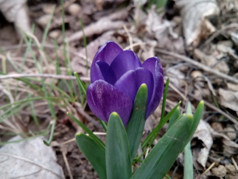  - Crocus