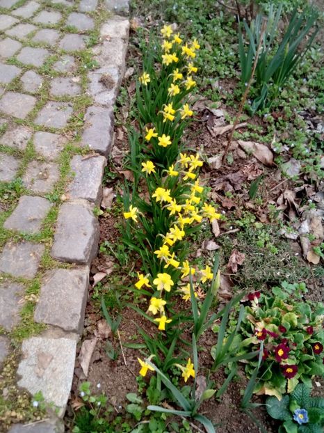  - Primăvară