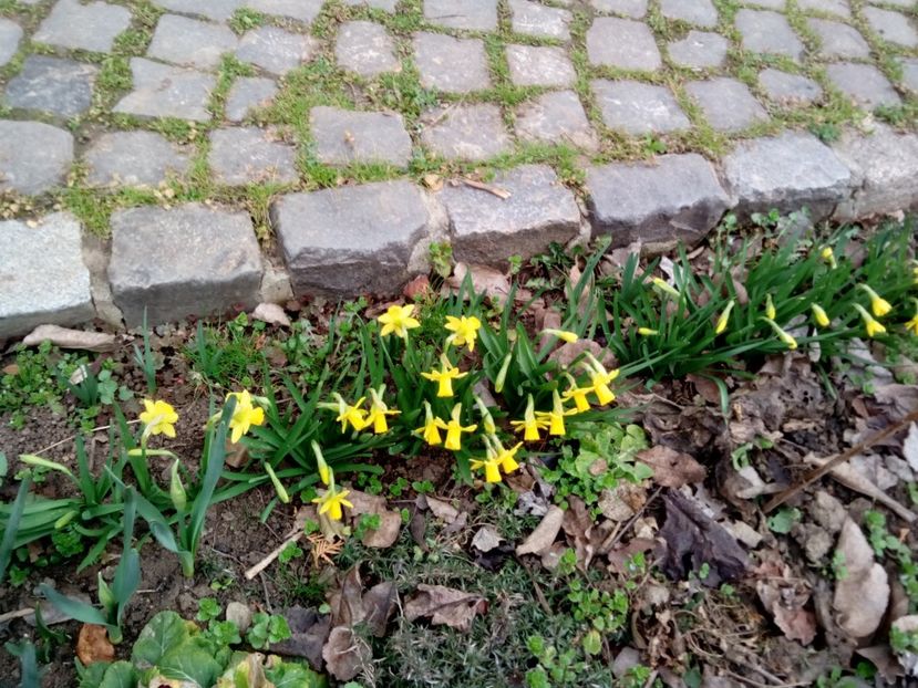  - Primăvară