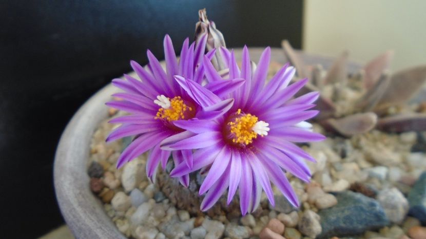 8 mart. 2020: Turbinicarpus pseudopectinatus - Flori in plina iarna