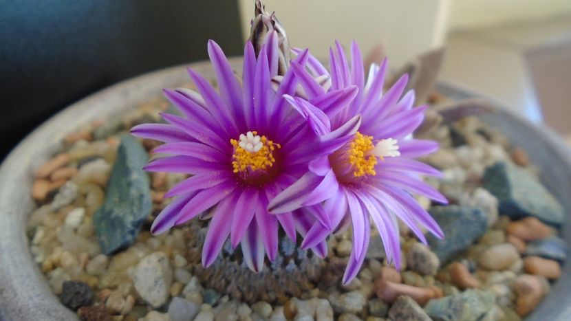 8 mart. 2020: Turbinicarpus pseudopectinatus - Flori in plina iarna