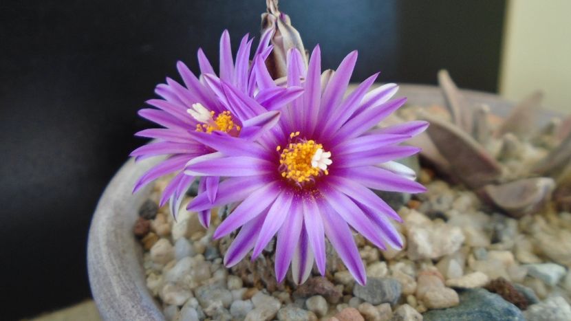 8 mart. 2020: Turbinicarpus pseudopectinatus - Flori in plina iarna