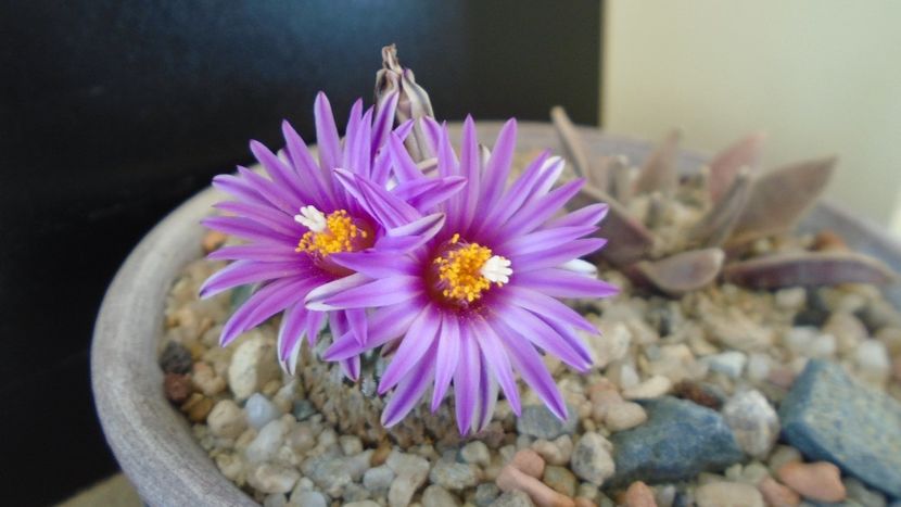 8 mart. 2020: Turbinicarpus pseudopectinatus - Flori in plina iarna