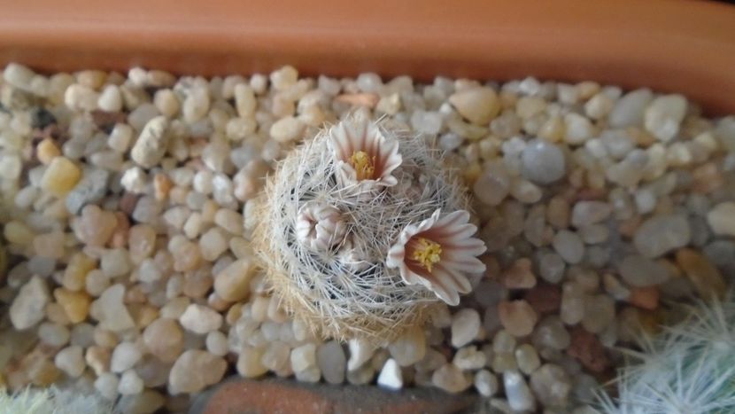 8 mart. 2020: Mammillaria lasiacantha v. denudata - Flori in plina iarna