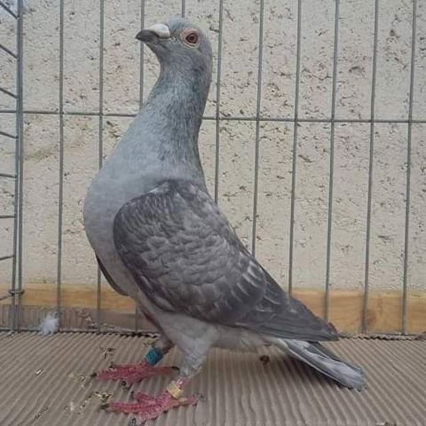  - NU AMI APARTIN 2020