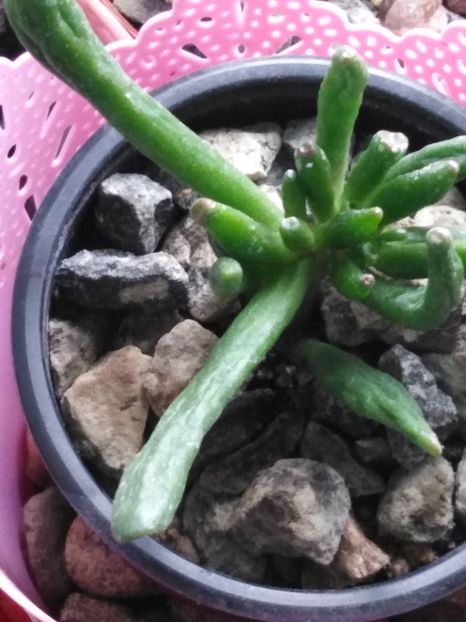 Crassula ovata  Mill. Druce - suculente si cactusi