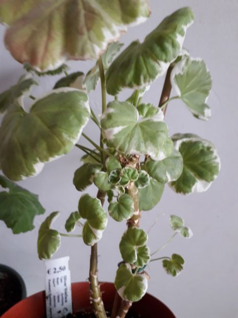 20200309_124835(0) - Alte flori