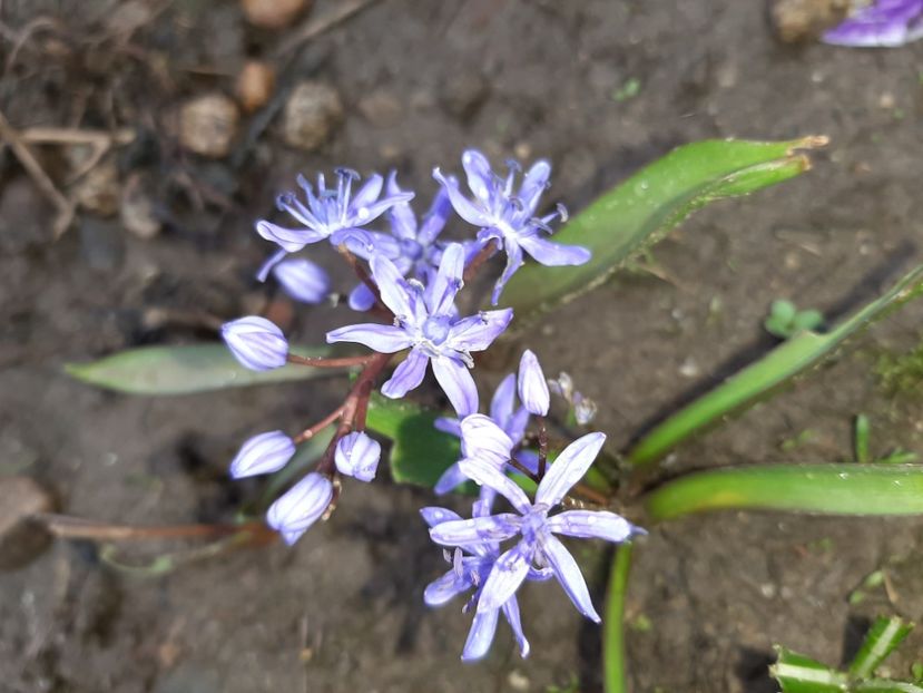  - La țară în martie 2020