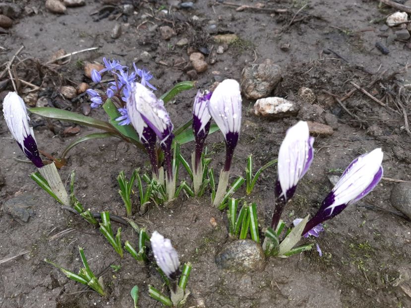  - La țară în martie 2020