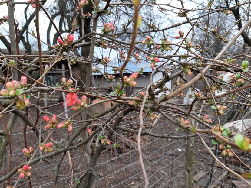  - La țară în martie 2020