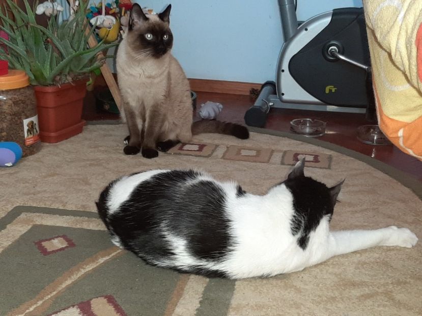  - Pisicii mei în martie 2020