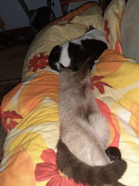  - Pisicii mei în martie 2020