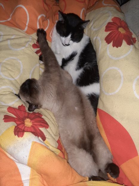  - Pisicii mei în martie 2020