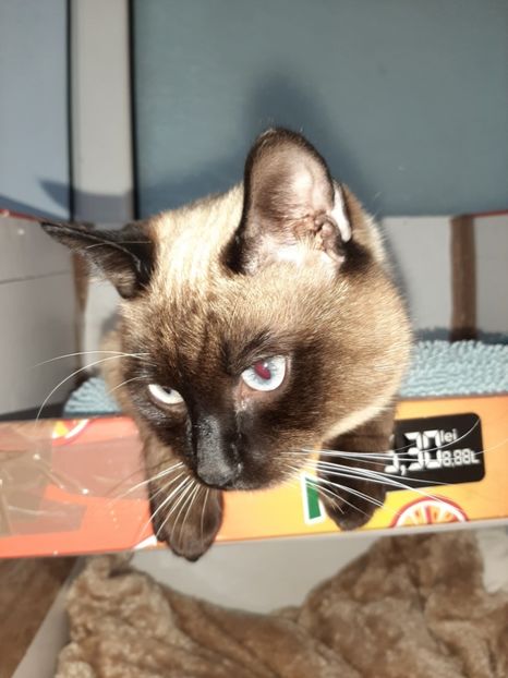  - Pisicii mei în martie 2020