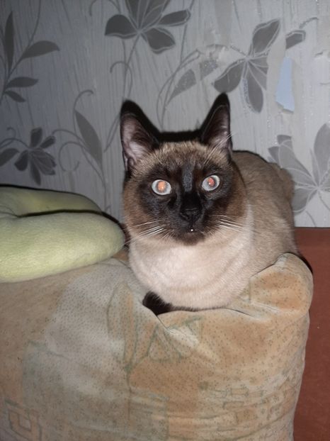  - Pisicii mei în martie 2020