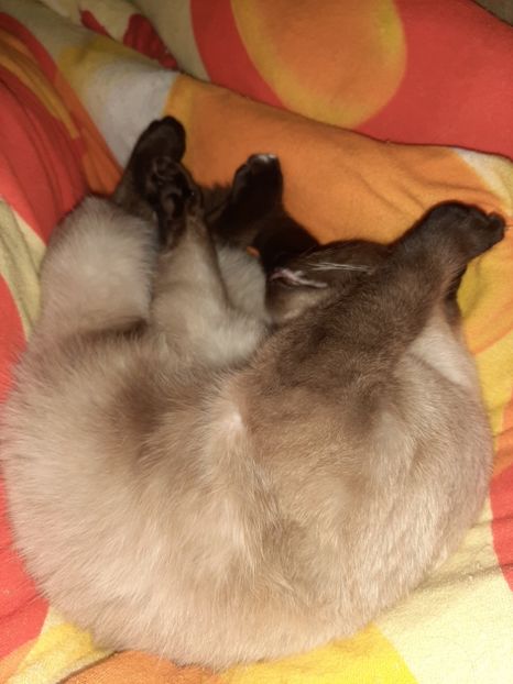  - Pisicii mei în martie 2020