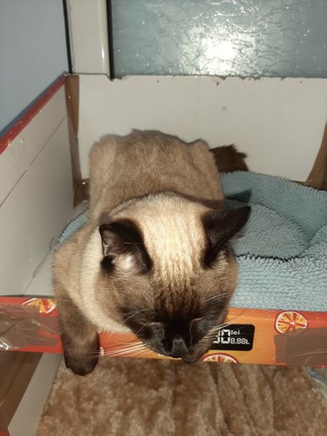  - Pisicii mei în martie 2020