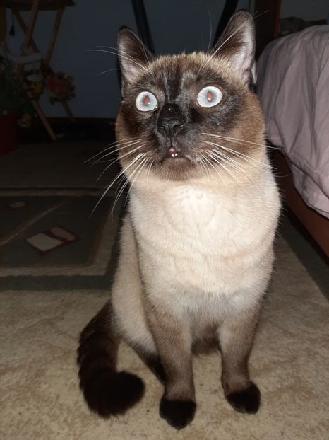  - Pisicii mei în martie 2020