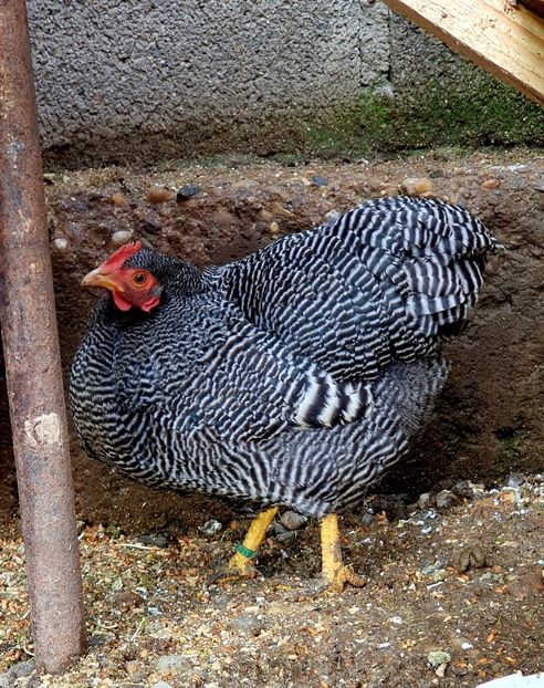  - Plymouth rock barat pitic 2020