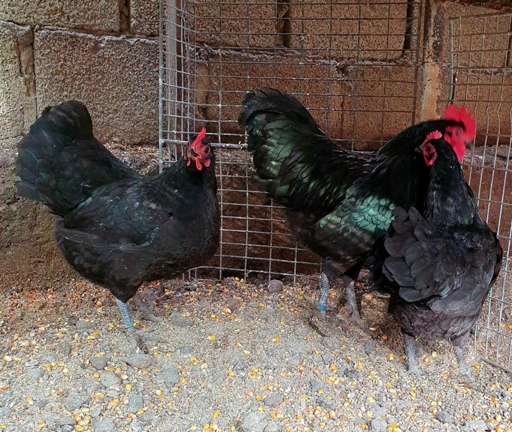  - Australorp negru pitic 2020