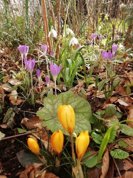 Crocus Yellow - Grădina 2020