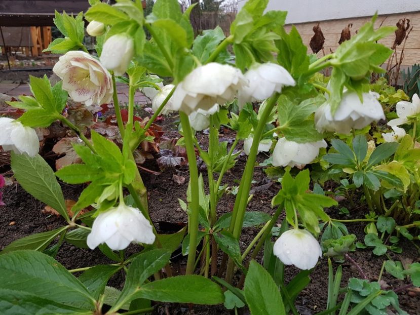 Double Ellen White Spotted - 2020 Helleborus