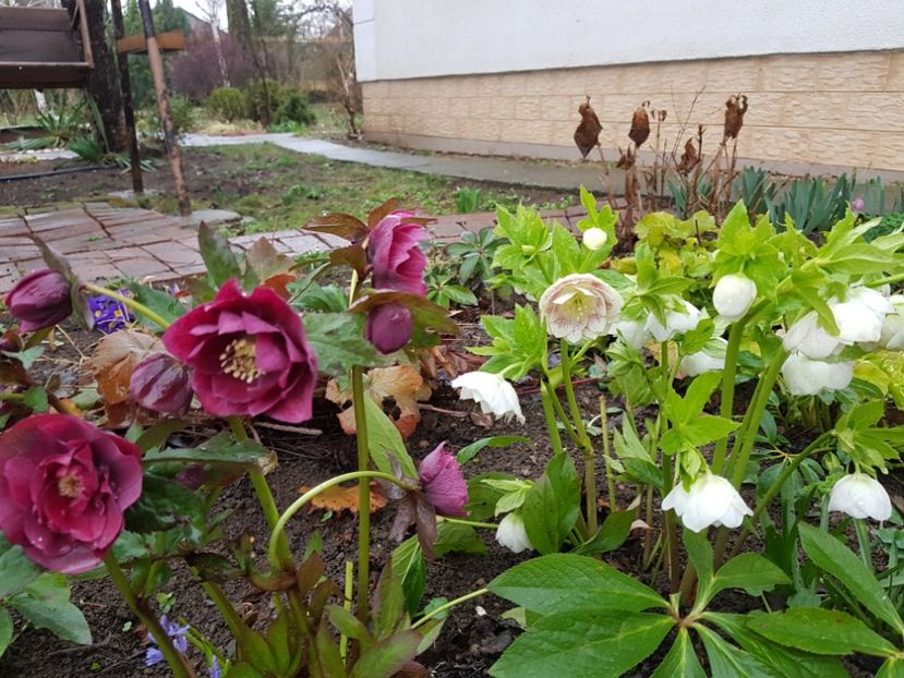  - 2020 Helleborus