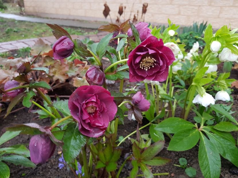 Double Ellen Red - 2020 Helleborus