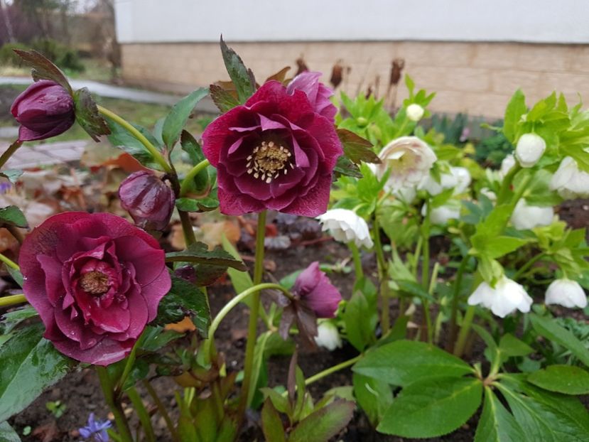 Double Ellen Red - 2020 Helleborus