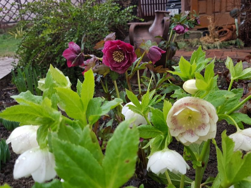  - 2020 Helleborus