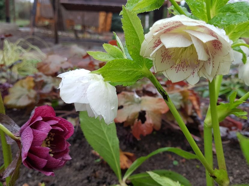  - 2020 Helleborus