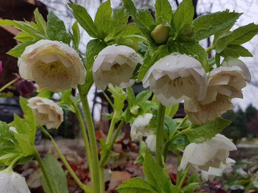 Double Ellen White Spotted - 2020 Helleborus