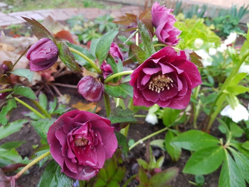 Double Ellen Red - 2020 Helleborus