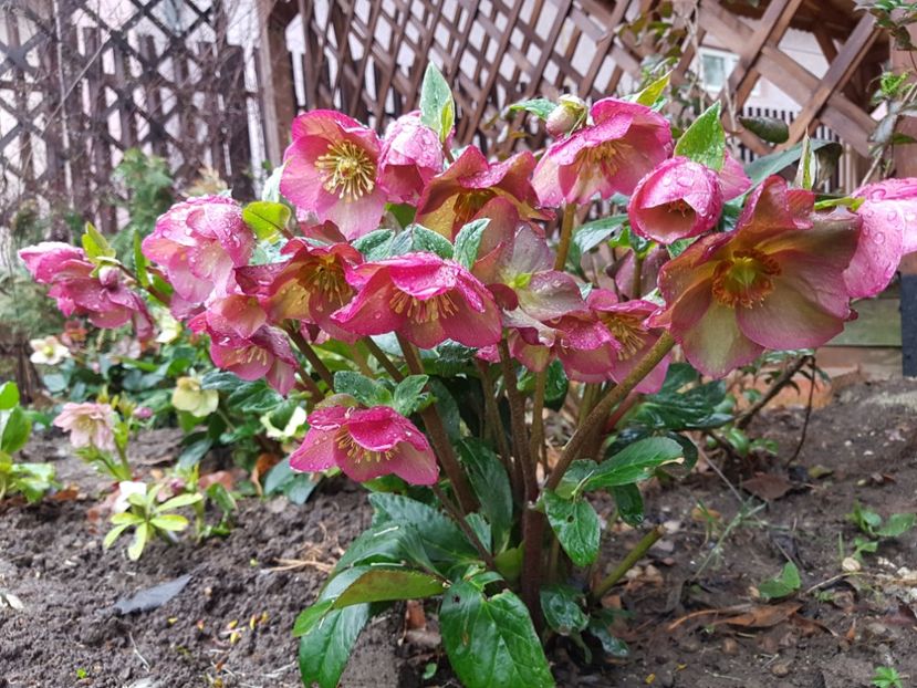 Ice N Roses Pink - 2020 Helleborus