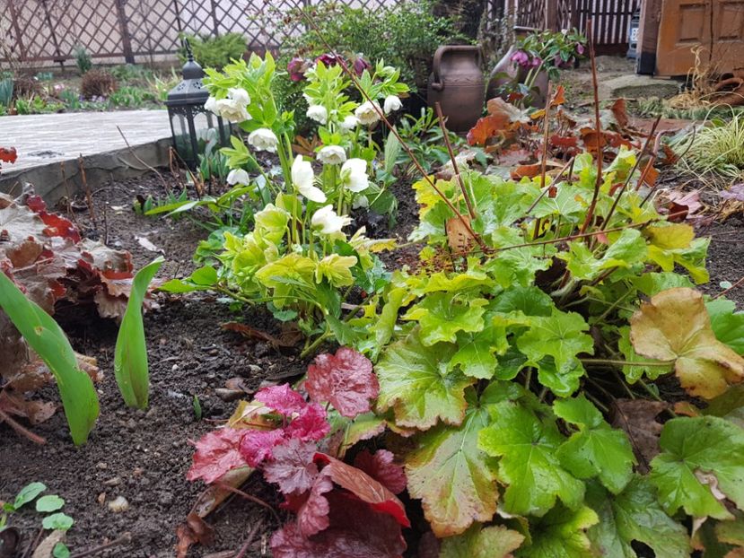  - 2020 Helleborus