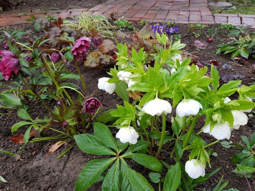  - 2020 Helleborus
